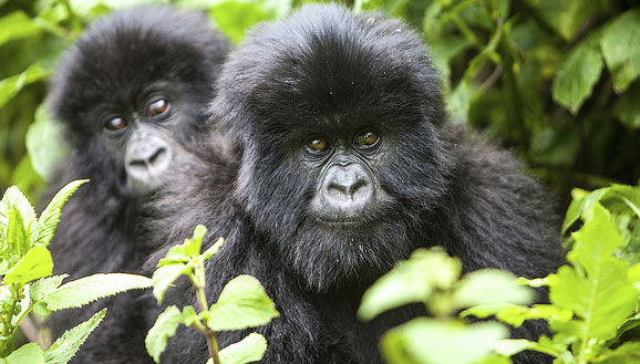 גורילות ברואנדה