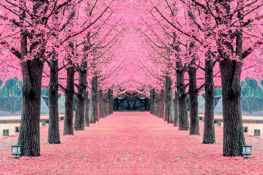 סאקורה - פריחת הדובדבן ביפן