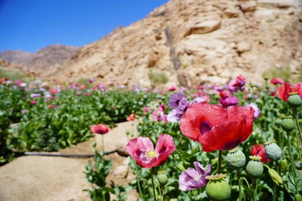 רוני מתתיהו DSC03212