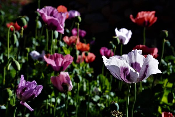 רוני מתתיהו DSC03268