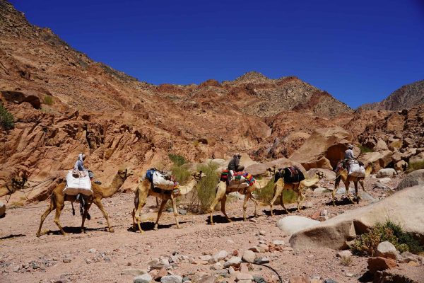 רוני מתתיהו אום שומר (15)