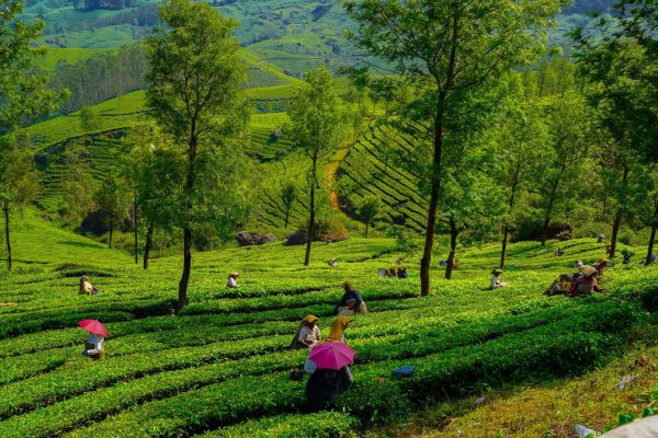 טיול מאורגן לדרום הודו
