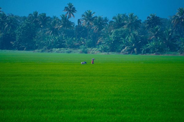 קרלה דרום הודו