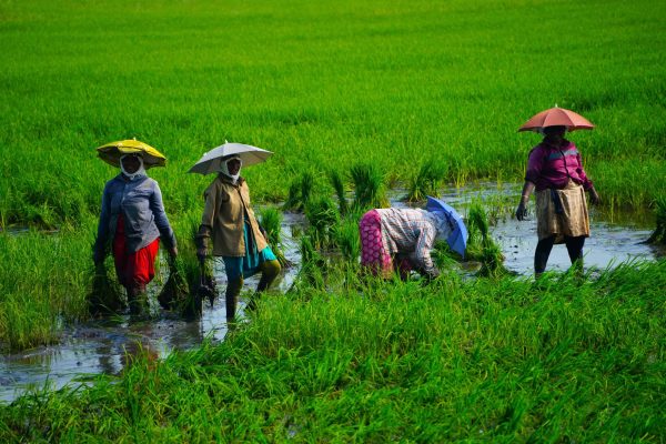 אורז קרלה דרום הודו