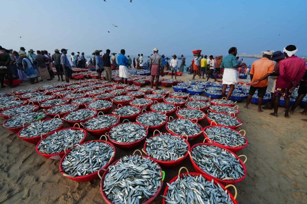 שוק דגים קרלה