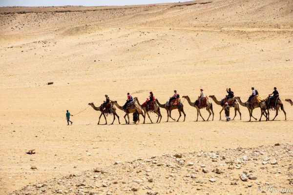 טיול מאורגן למצרים- טיול פרטי למצרים- רכיבה על גמלים במדבר