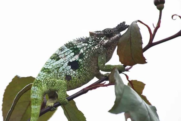 טיול לטנזניה