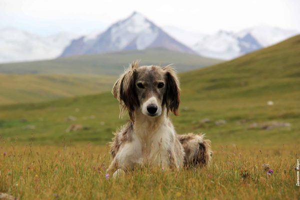 טיול מאורגן לקירגיסטן - צילום של כלב