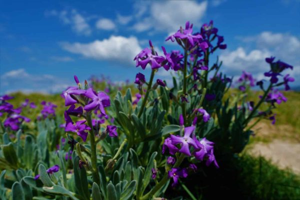 WhatsApp Image 2025-05-20 at 09.26.31 (17)