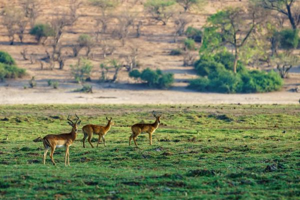 beautiful-shot-deer-standing-grassy-field-with-blurred-natural