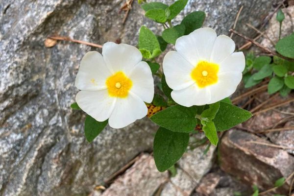 d5392d01-0c67-4173-8e96-7028a6a3a54a