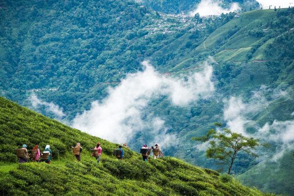 darjeeling-india-tea-plantations-jekabs-andrushaitis-photography-riga-photo-show-travel-himalaya-mountains