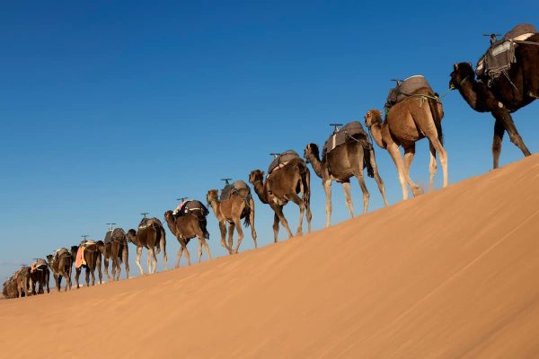 A long, endless caravan of camels (dromedary) against blue sky, at Erg Chebbi in Merzouga, Sahara desert of Morocco.