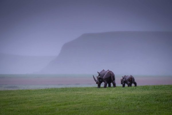 Two rhinoceroses walking in a valley